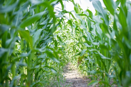 corn fieldの写真素材