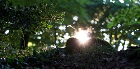 old german buchen forest with sun raysの写真素材