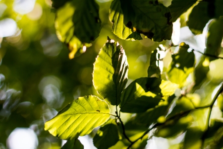 old german buchen forest leafes