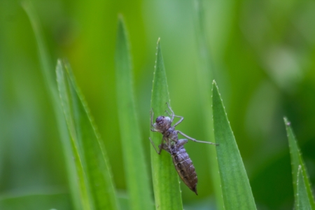 dragonfly larvaの写真素材