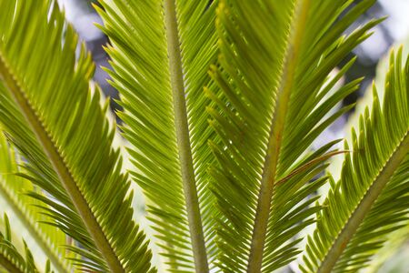 palm leafesの写真素材