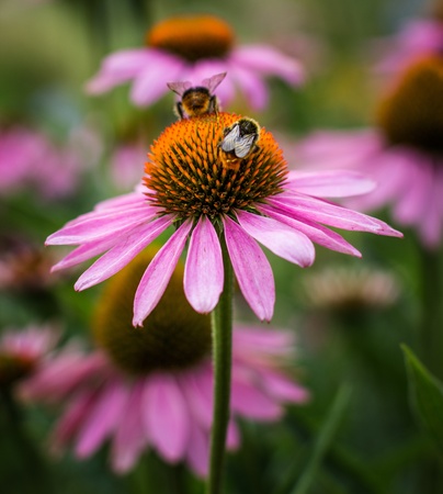 pink flower with bumblebeesの写真素材