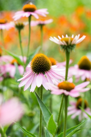 pink flower meadow backgroundの写真素材