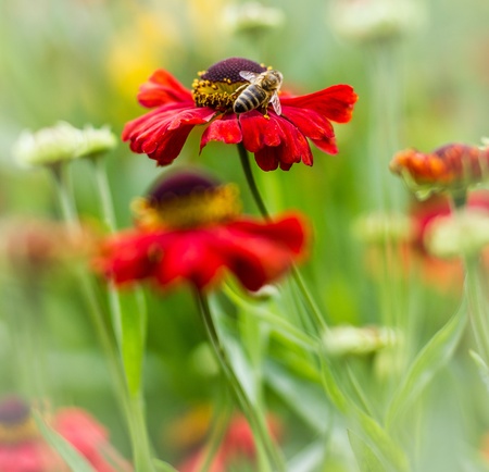 red flower with beeの写真素材