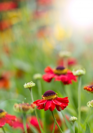 red flower meadow backgroundの写真素材