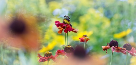 honey bee on flower