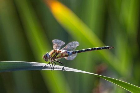 dragonfly in the gardenの写真素材