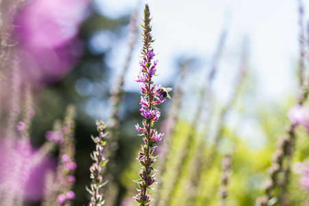 purple summer plantsの写真素材