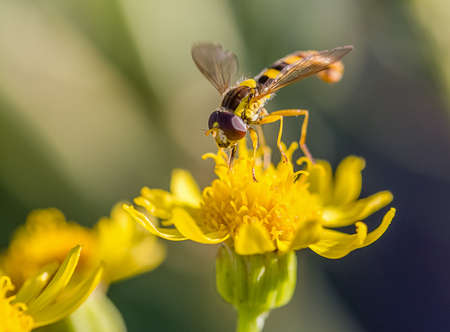 hoverfly