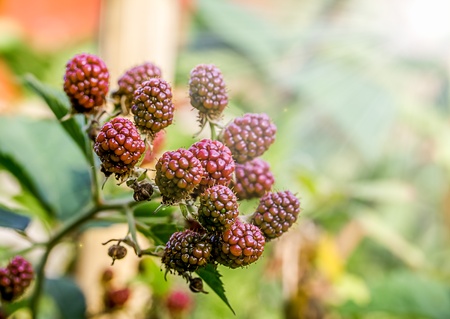 ripening blackberriesの写真素材