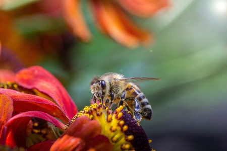 honey bee on flower