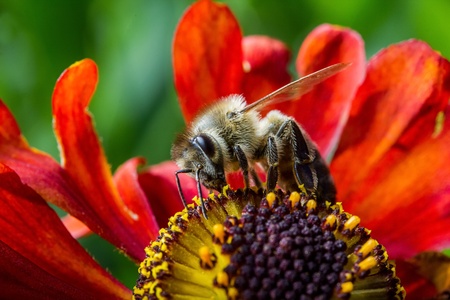 honey bee on flowerの写真素材