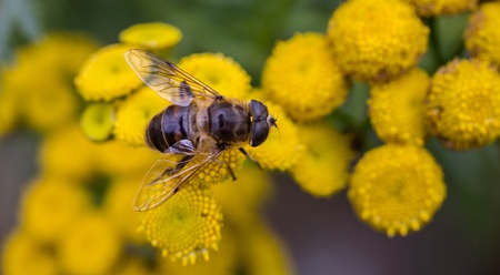 close up of a fly