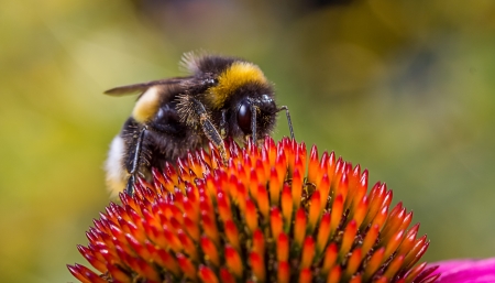 bumblebee on flower