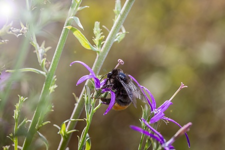 bumblebee on flowerの写真素材