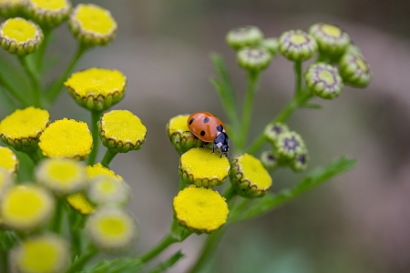 ladybug on plantsの写真素材