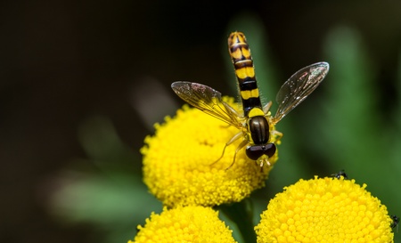 hoverfly on a flowerの写真素材