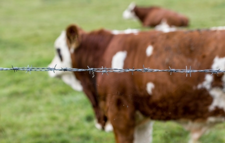 german bovines behind a barbwire fenceの写真素材