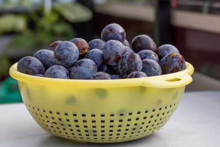 fresh plums outdoors