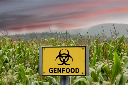 genfood corn signの写真素材