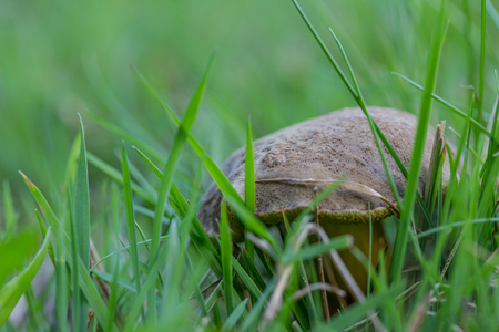 mushroom on a meadowの写真素材