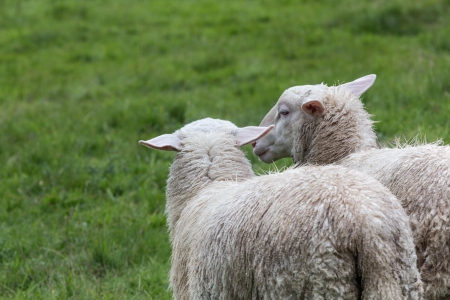 sheep on a meadowの写真素材