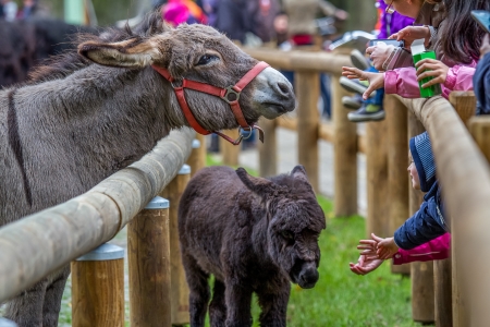 petting zooのeditorial素材