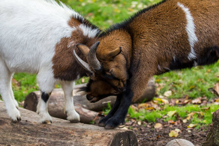 goat fightの写真素材