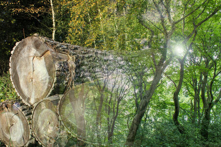 timber industry picture collage
