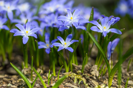 spring plants backgroundの写真素材