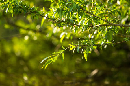 spring plants and fresh lake water backgroundの写真素材