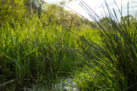 wet reedの写真素材