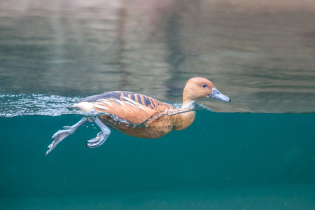 duck swimming in the waterの写真素材