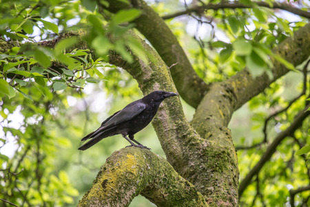 ravenの写真素材