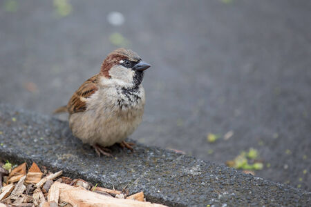 little sparrowの写真素材