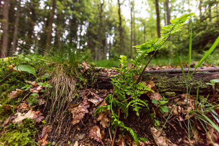a forest as a wide angle shotの写真素材