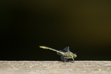 a dragonfly on a wooden floorの写真素材