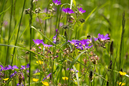 floral backgroundの写真素材