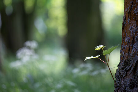 forest background