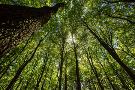 German forest wide angle photo