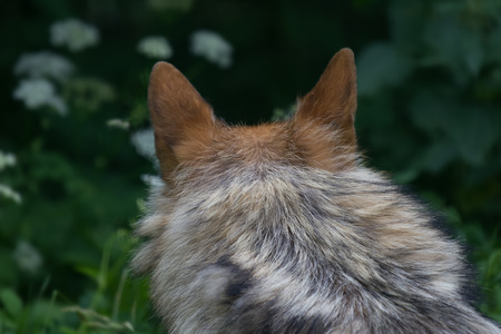 european grey wolfの写真素材