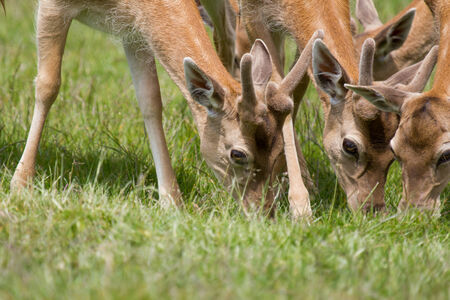 deers on a meadowの写真素材