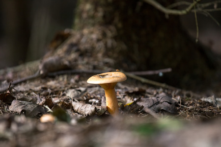 first autumn mushroom in the forestの写真素材