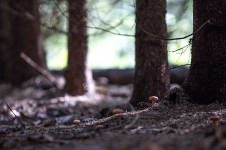 first autumn mushrooms in the forestの写真素材