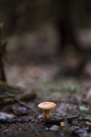 first autumn mushroom in the forest