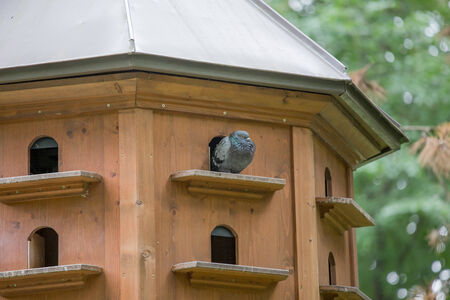 dovecoteの写真素材