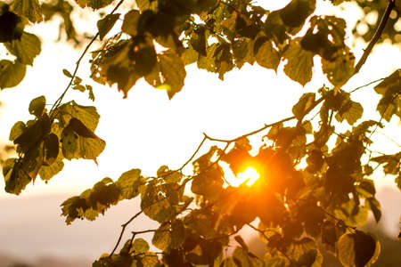 autumn plants backgroundの写真素材