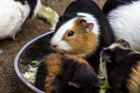 guinea pigs