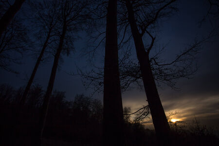 sundown in autumn forestの写真素材