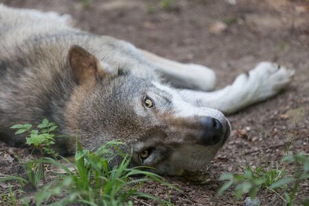 wolf in the forest